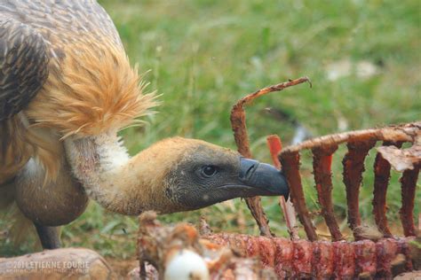 Cape Vulture Feeding by somesoul on DeviantArt