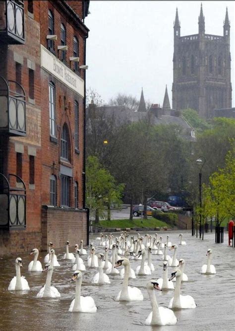 Swans in Worcester Floods – FloodList