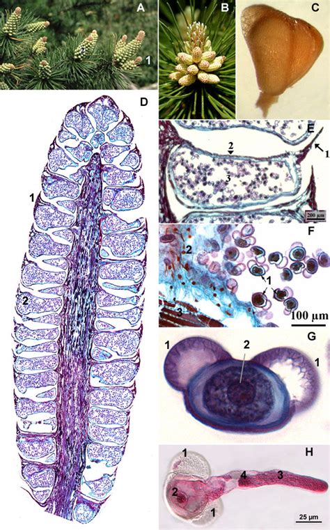 Gymnosperm Cone Male Vs Female