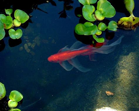 23 best images about goldfish ponds on Pinterest