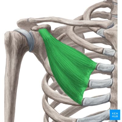 Pectoralis Minor - Physiopedia