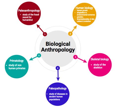 Biological anthropology subfields – Artofit