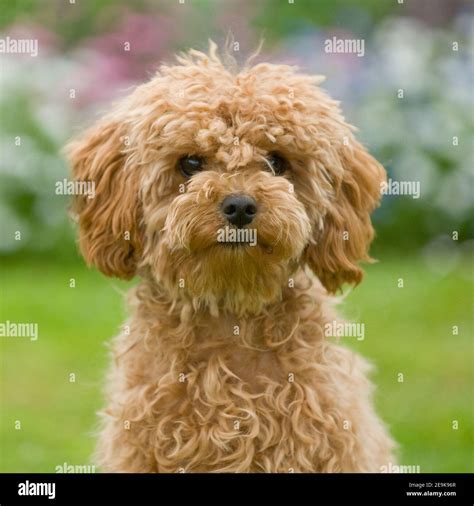 apricot miniature poodle puppy dog Stock Photo - Alamy