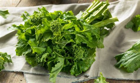 Broccolini vs Broccoli Rabe: 5 Key Differences - A-Z Animals