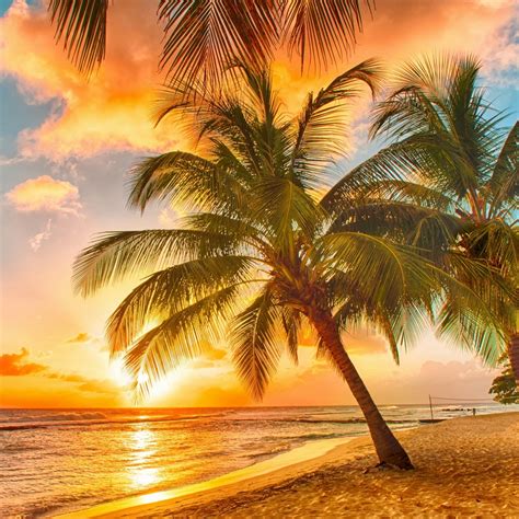 🔥 [60+] Palm Tree Beach Wallpapers | WallpaperSafari