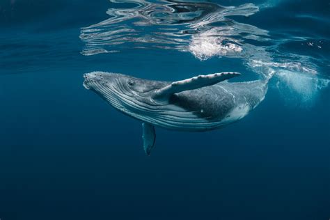 Whale Dream - Observation des Baleines à l'île Maurice