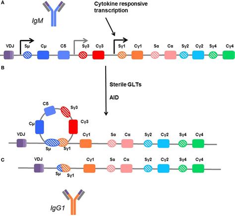 iki yüzlü büküm tablo antibody switching Kenya konuşkan pençe