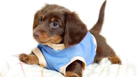 Cute Wiener Brown Puppy Is Wearing Blue Dress Lying Down On White Towel HD Animals Wallpapers ...