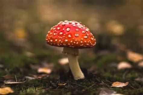 Muscarine: Comprehensive Guide on Effects, Uses & Safety - Amanita Explorer