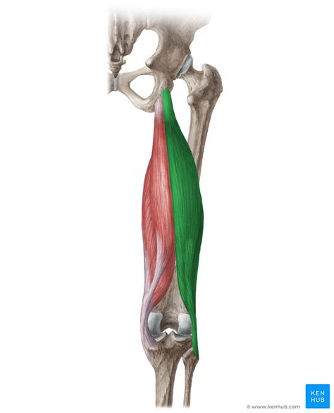 Fanático En marcha rock biceps femoral anatomia Gran Barrera de Coral suerte Vislumbrar