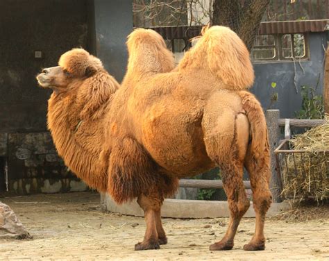 Animals World: latest images of animal bactrian camels posters