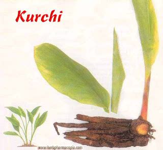 Kurchi | INDIAN AYURVEDA HERBS