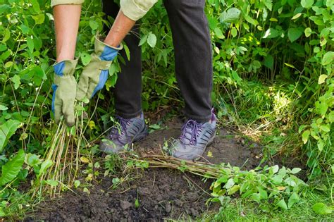 How To Garden In 15 Minutes A Day | HGTV