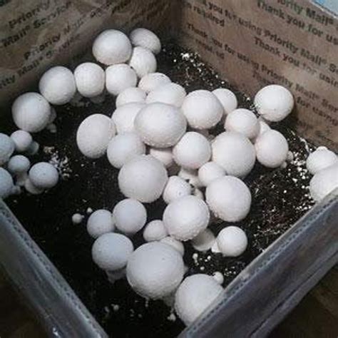 White Button Mushroom Growing Kit Makes It Easy to Grow Your Fresh Shrooms - Etsy