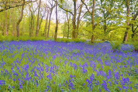 Bluebell | Description & Species | Britannica