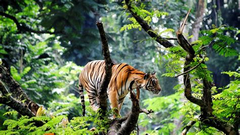 Tiger Is Standing On Tree Trunk In Blur Jungle Background 4K HD Jungle ...