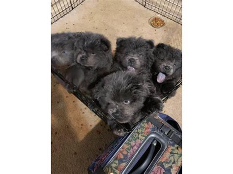 5 blue Chow Chow puppies Pittsburgh - Puppies for Sale Near Me