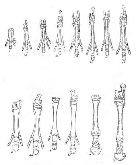 Evolution Of The Horse, C1920 by Print Collector