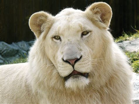 World's All Amazing Things, Pictures,Images And Wallpapers: White Lion ...