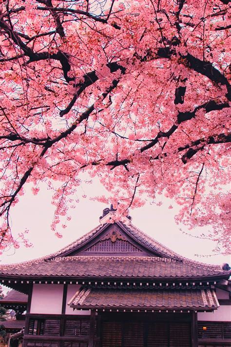 Image about photography in wanderlust by delilah | Cherry blossom wallpaper, Aesthetic japan ...