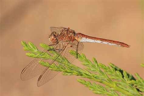 Odd Odonata – John & Carol Curd