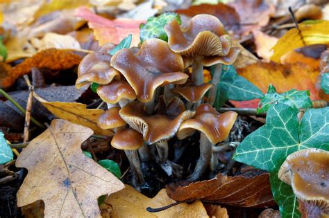 mycology: Psilocybe cyanescens by Lukas ... - Cap & Stem