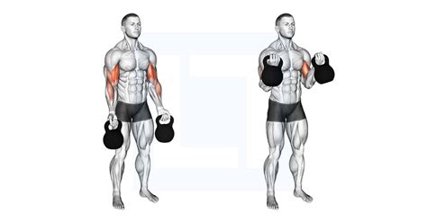 Kettlebell Biceps Curl - Guide, Benefits, and Form