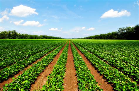 Agriculture Science scope and its fields | HubPages