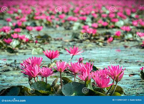 Red water lily in lake stock image. Image of flower - 113901347