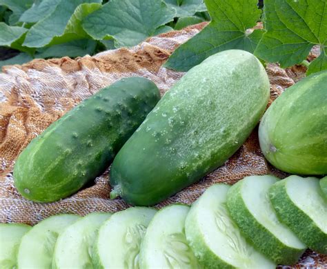 Homemade Pickles Pickling Cucumber