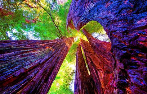 Redwood National Park Wallpapers - Top Free Redwood National Park ...
