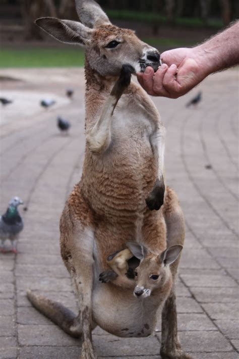 Mama kangaroo with baby in pouch, Currumbin Wildlife Sanctuary, Australia | Australia animals ...