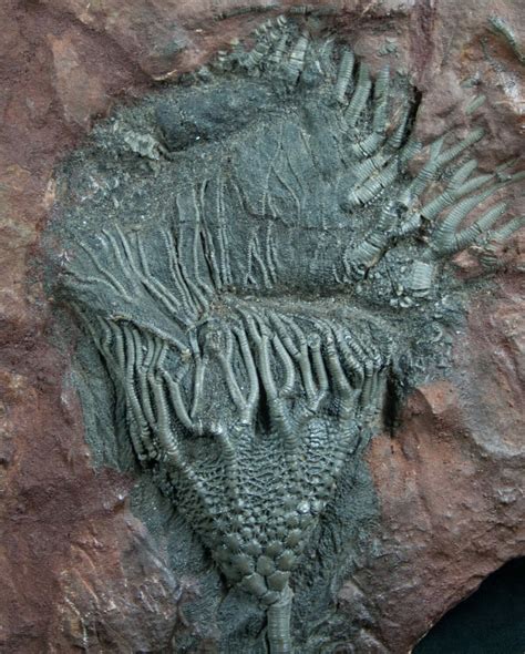 6" Moroccan Crinoid Fossil - Scyphocrinites (#7813) For Sale ...