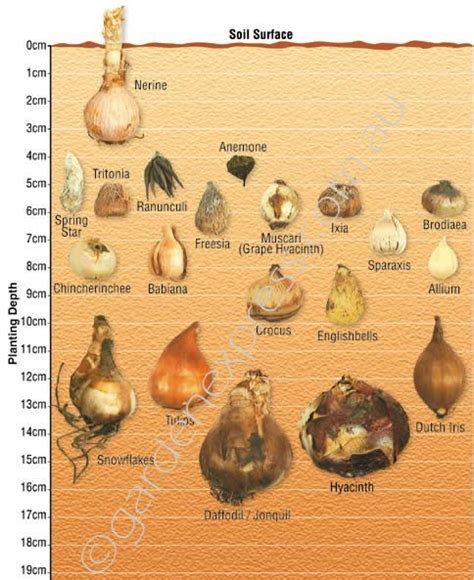 Bulb Identification & Planting Depth Guide (With images) | Planting ...