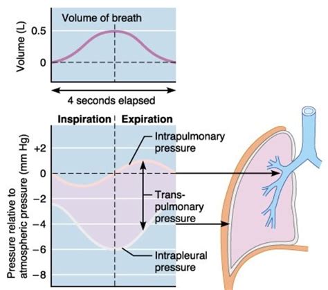 Lung Pressures and Lung Compliance - Owlcation