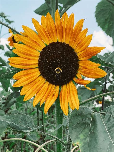 sunflower | Plants, Sunflower, Garden