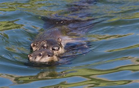 » Yellowstone Wildlife Tour