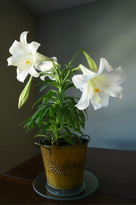 How To Take Care Of An Easter Lily Plant After Easter - Indoors or Outside | Easter lily flower ...