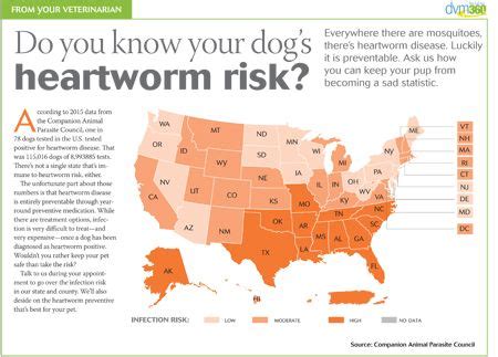 Heartworm disease: Do your clients understand the risk? | DVM 360