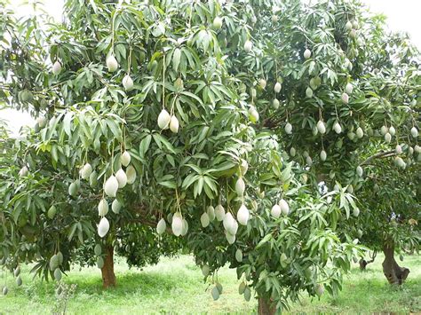 Mango Trees; Pictures, Facts on The Mango Tree Species