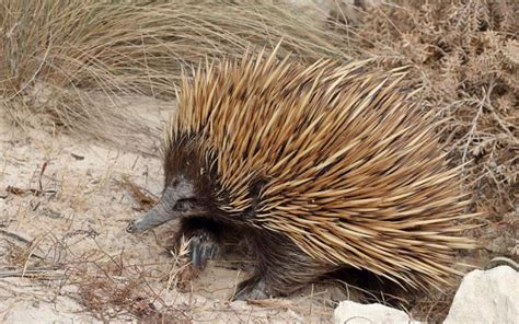 Platypus Venom Could Be The Future of Diabetes Treatments : ScienceAlert