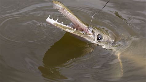 15 Weird Facts About the Alligator Gar, Nature's Oddball Fish ...