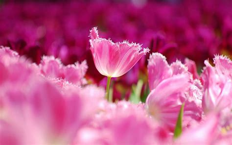 1200+ Tulip HD Wallpapers and Backgrounds