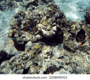 1,066 Clownfish Habitat Images, Stock Photos & Vectors | Shutterstock