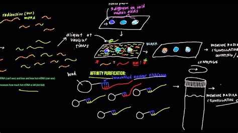 Pulse-Chase Experiments (protein and mRNA) - YouTube