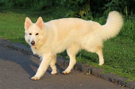 What Dog Resembles A White German Shepherd?