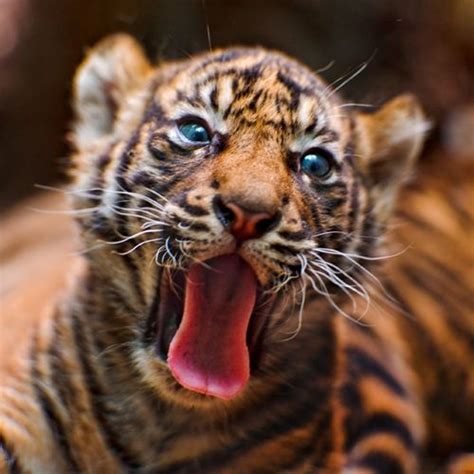 Seeing Double: Sumatran Tiger Cubs at Frankfurt Zoo - ZooBorns