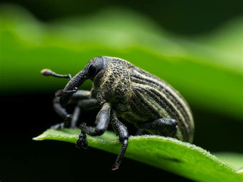 Are Boll Weevils A Problem: Cotton Boll Weevil Damage And Treatment