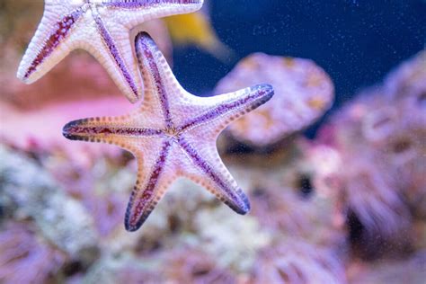 Starfish Regeneration: The Secret of Life? - My Animals