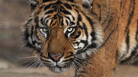 Scientists publish a plan to bring back the extinct Caspian Tiger – By Matthew Griffin Futurist ...